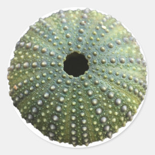 Zee Urchin Shell Ronde Sticker
