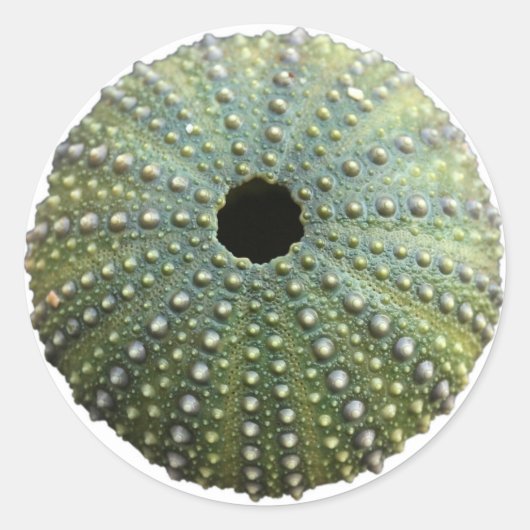 Zee Urchin Shell Ronde Sticker (Voorkant)