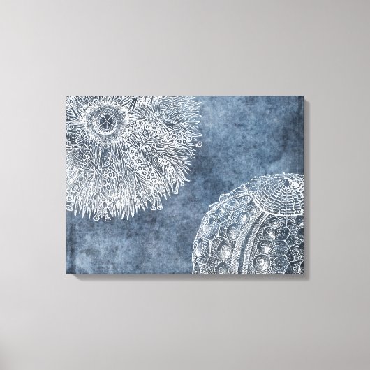 Zee Urchin Waterverf Oceaan Marine Blauw Wit Poste Canvas Afdruk (Voorkant)