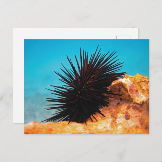Zee urchine briefkaart (Voorkant / Achterkant)