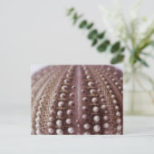 zee urchine briefkaart (Staand voorkant)