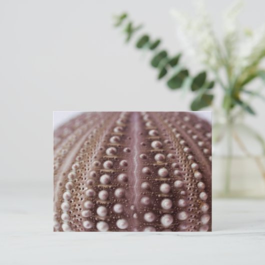 zee urchine briefkaart (Staand voorkant)