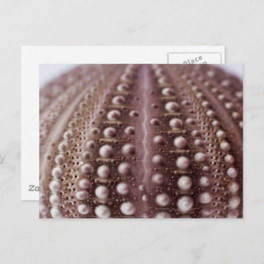 zee urchine briefkaart (Voorkant / Achterkant)