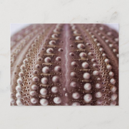 zee urchine briefkaart (Voorkant)