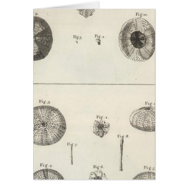 Zee Urchins (Voorkant)