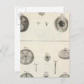 Zee Urchins Briefkaart (Voorkant / Achterkant)