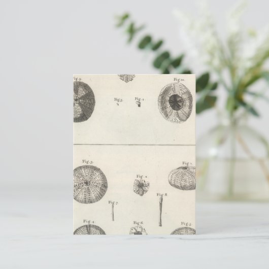 Zee Urchins Briefkaart (Staand voorkant)