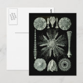 Zee Urchins Briefkaart (Voorkant / Achterkant)