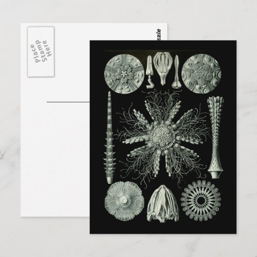 Zee Urchins Briefkaart (Voorkant / Achterkant)