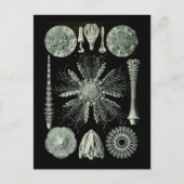 Zee Urchins Briefkaart (Voorkant)