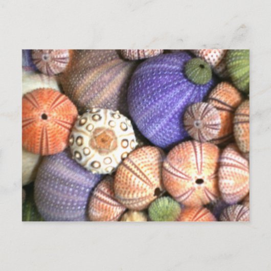 Zee Urchins Briefkaart (Voorkant)