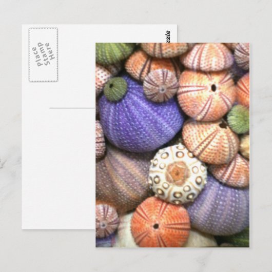 Zee Urchins Briefkaart (Voorkant / Achterkant)