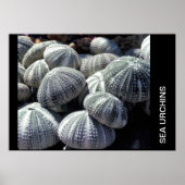 ZEE URCHINS POSTER (Voorkant)