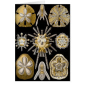  Zee Urchins Zanddollars van Ernst Haeckel (Voorkant)