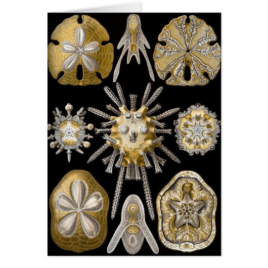  Zee Urchins Zanddollars van Ernst Haeckel (Voorkant)