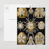  Zee Urchins Zanddollars van Ernst Haeckel Briefkaart (Voorkant / Achterkant)
