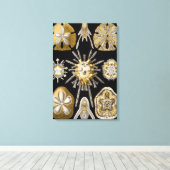 Zee Urchins Zanddollars van Ernst Haeckel Canvas Afdruk (Insitu (Houten vloer))