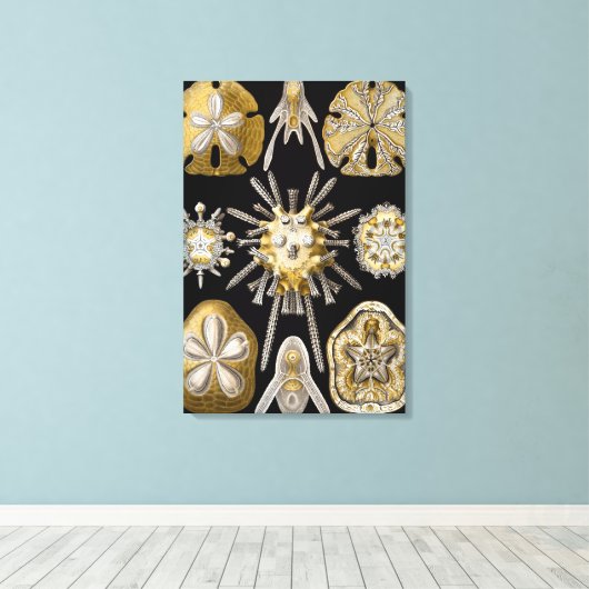  Zee Urchins Zanddollars van Ernst Haeckel Canvas Afdruk (Insitu (Houten vloer))