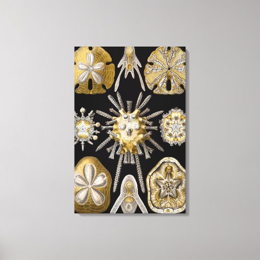 Zee Urchins Zanddollars van Ernst Haeckel Canvas Afdruk (Voorkant)