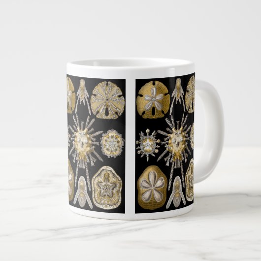  Zee Urchins Zanddollars van Ernst Haeckel Grote Koffiekop (Voorkant rechts)