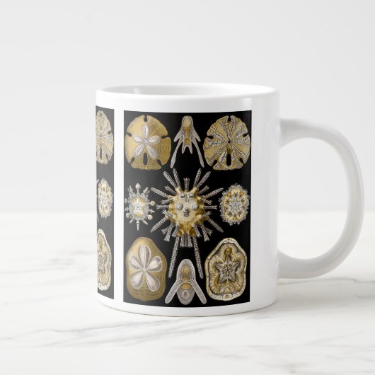  Zee Urchins Zanddollars van Ernst Haeckel Grote Koffiekop (Rechts)