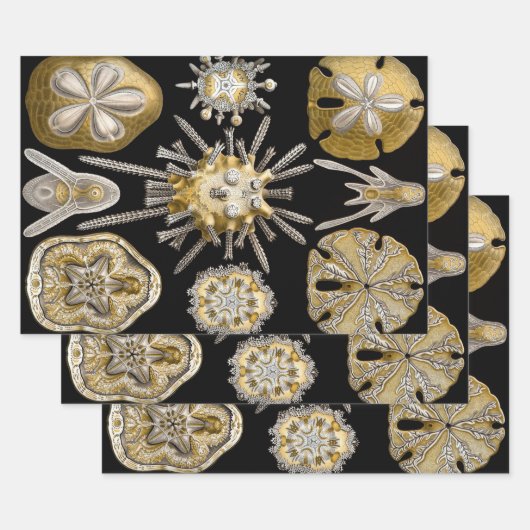  Zee Urchins Zanddollars van Ernst Haeckel Inpakpapier Vel (Set)