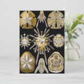  Zee Urchins Zanddollars van Ernst Haeckel Kaart (Staand voorkant)