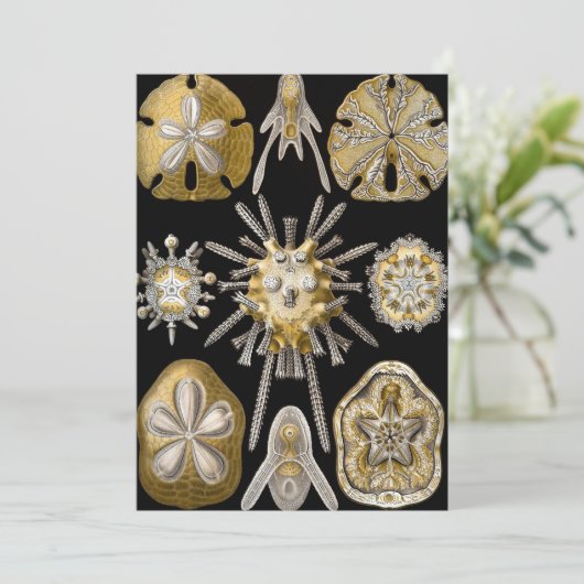  Zee Urchins Zanddollars van Ernst Haeckel Kaart (Staand voorkant)
