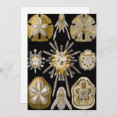  Zee Urchins Zanddollars van Ernst Haeckel Kaart (Voorkant / Achterkant)