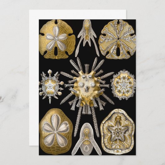  Zee Urchins Zanddollars van Ernst Haeckel Kaart (Voorkant / Achterkant)