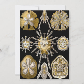Zee Urchins Zanddollars van Ernst Haeckel Kaart