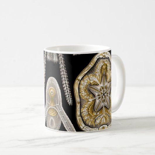 Zee Urchins Zanddollars van Ernst Haeckel Mok (Voorkant rechts)