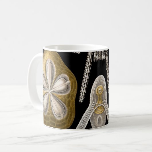 Zee Urchins Zanddollars van Ernst Haeckel Mok (Voorkant links)