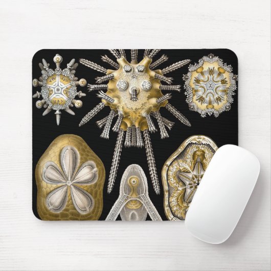 Zee Urchins Zanddollars van Ernst Haeckel Muismat (Met muis)