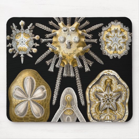 Zee Urchins Zanddollars van Ernst Haeckel Muismat (Voorkant)