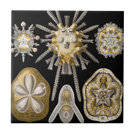  Zee Urchins Zanddollars van Ernst Haeckel Tegeltje (Voorkant)