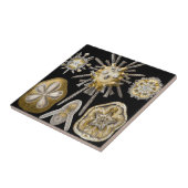  Zee Urchins Zanddollars van Ernst Haeckel Tegeltje (Zijkant)