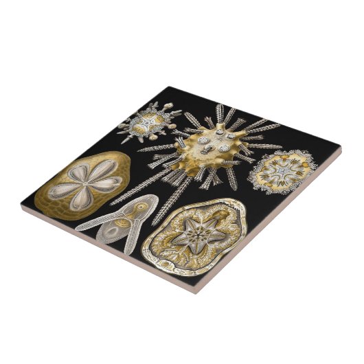  Zee Urchins Zanddollars van Ernst Haeckel Tegeltje (Zijkant)