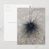 Zee van Black Diadem in de nabijheid van zandstran Briefkaart (Voorkant / Achterkant)