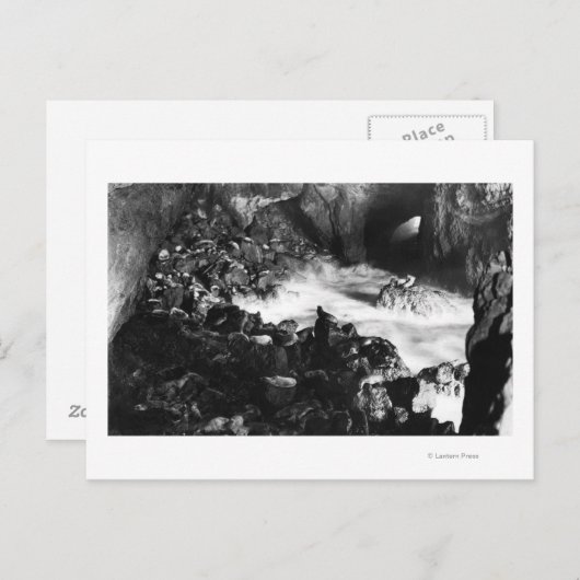 Zee van de oregonkusten met leeuw Binnenste Uitzic Briefkaart (Voorkant / Achterkant)