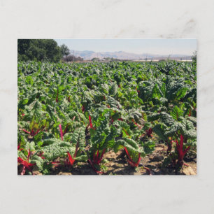 Zee van Organic Red Chard Briefkaart