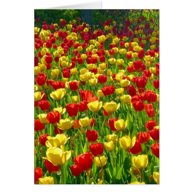 Zee van Tulpen (Voorkant)