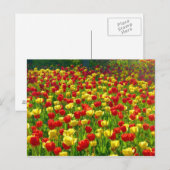 Zee van Tulpen Briefkaart (Voorkant / Achterkant)
