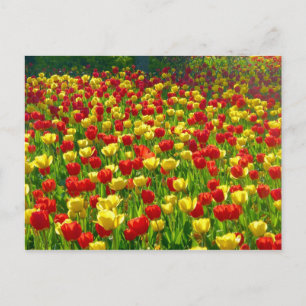 Zee van Tulpen Briefkaart