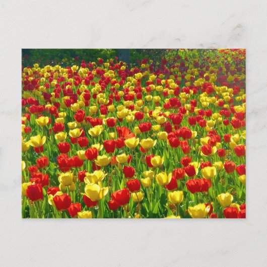 Zee van Tulpen Briefkaart (Voorkant)