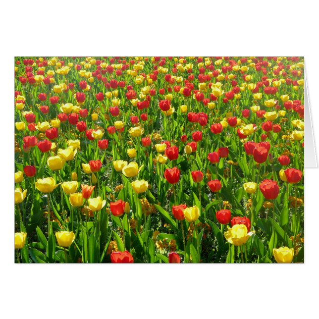 Zee van Tulpen II (Voorkant Horizontaal)