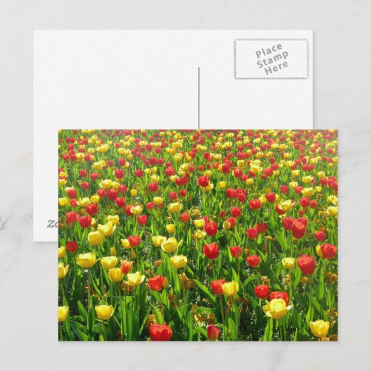 Zee van Tulpen II Briefkaart (Voorkant / Achterkant)