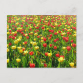 Zee van Tulpen II Briefkaart (Voorkant)