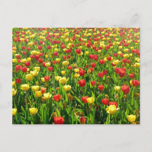 Zee van Tulpen II Briefkaart (Voorkant)