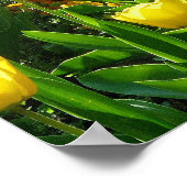 Zee van Tulpen II Poster (Hoek)